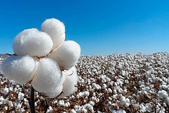 El 85 % de los consumidores globales valora al algodón por su impacto ambiental, mientras que México registra la menor conciencia sobre fibras sintéticas
